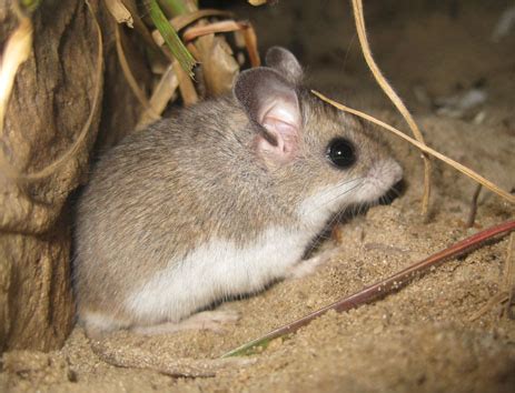 Peromyscus polionotus peninsularis - Earth.com