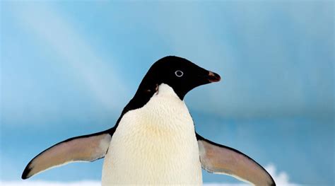 Top 10 facts about Adélie penguins | WWF