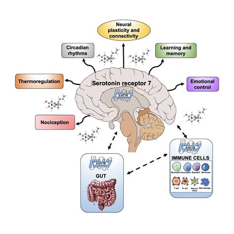 Role of the Serotonin Receptor 7 in Brain Plasticity: From Development ...