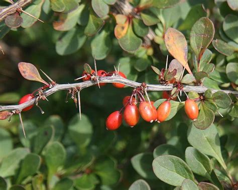 Japanese Barberry, Invasive Winter Fruit - Eat The Planet