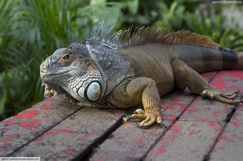 Facts About Iguanas: Information, Pictures & Video | Rainforest animals list, Rainforest animals ...