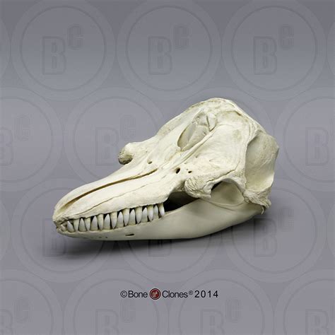 False Killer Whale Skull - Bone Clones, Inc. - Osteological Reproductions