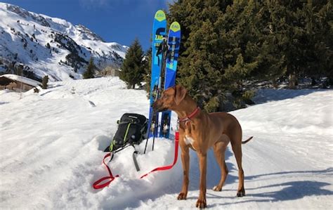 How to take your dog skiing - 12 top tips from an experienced owner