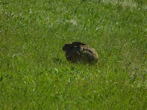 Free picture: wild rabbit, animal, outdoor, natural habitat, grass, nature, rodent, outdoor, field