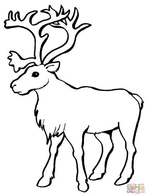 Reindeer Caribou coloring page | Free Printable Coloring Pages