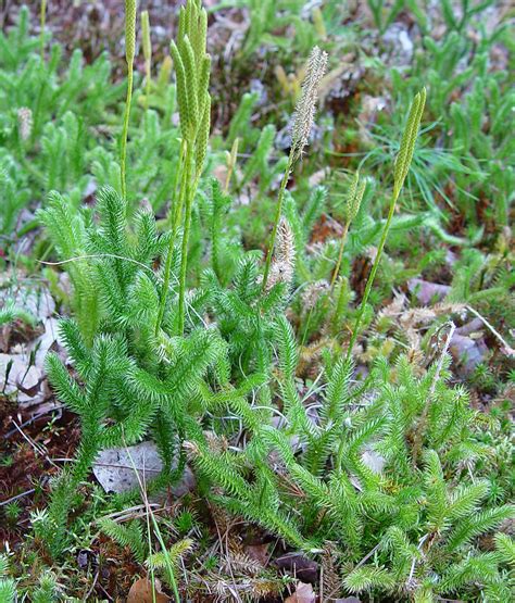 Lycopodium clavatum (common clubmoss, running clubmoss): Go Botany