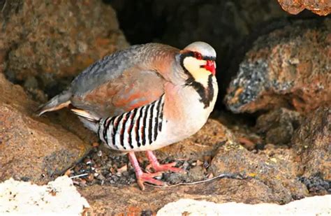 Chukar - Description, Habitat, Image, Diet, and Interesting Facts