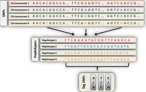 From SNPs through Haplotypes to Tag SNPs On each chromosome several... | Download Scientific Diagram