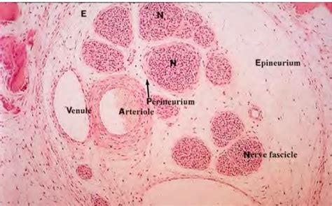 Peripheral nerve- Epineurium, Perineurium, and Endoneurium Diagram | Quizlet