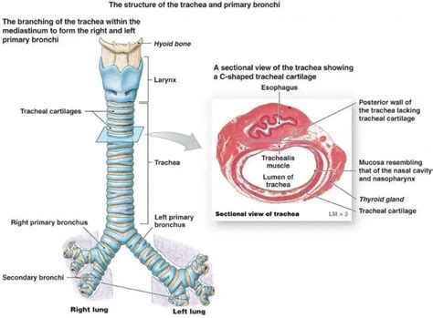 Trachea diagram