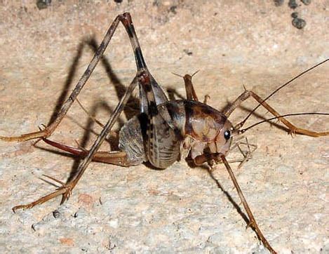 About Camel Crickets – Pest Information