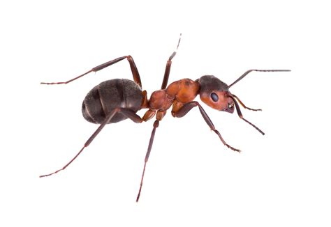 Missouri Ants and Treatments | Ant Exterminators Missouri