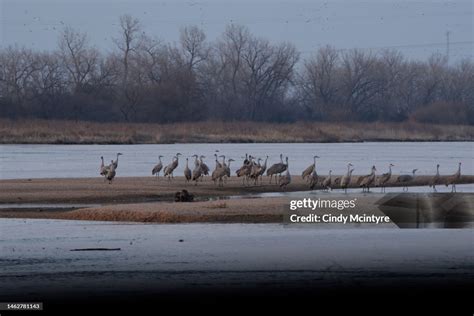 Sandhill Cranes Spring Migration Platte River Nebraska High-Res Stock ...