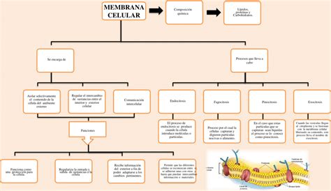 Mapas conceptuales de la Membrana Celular 【Descargar】