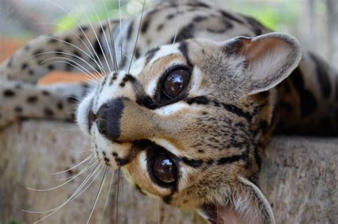 Margay – cat with gorgeous eyes | DinoAnimals.com