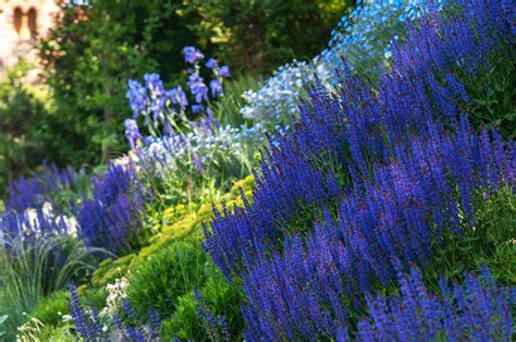 May Night Salvia: Plant Care & Growing Guide