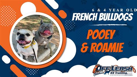 6 & 4 Yr. Old French Bulldogs | Best Frenchie Dog Training | Off Leash K9 | Board & Train ...