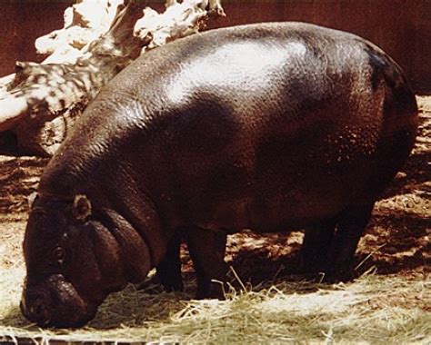 Malagasy hippopotamus - Alchetron, The Free Social Encyclopedia