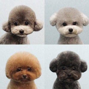 Toy Poodle Teddy Bear Cut Pictures | Wow Blog