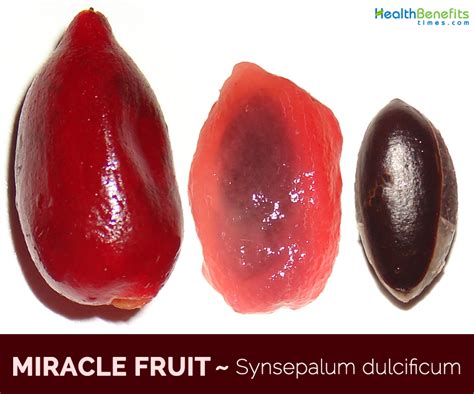 Miracle fruit facts and health benefits