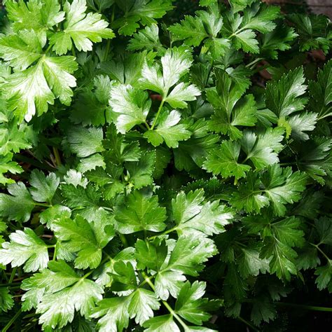 300+ Italian Flat Leaf Parsley - Honest Seed Co.