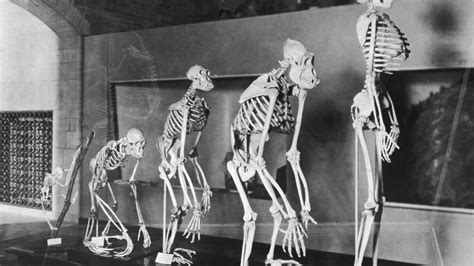 Human Evolution Skeletons