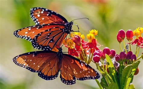 A Giant Group of Monarch Butterflies Is Fluttering Through Texas Right ...