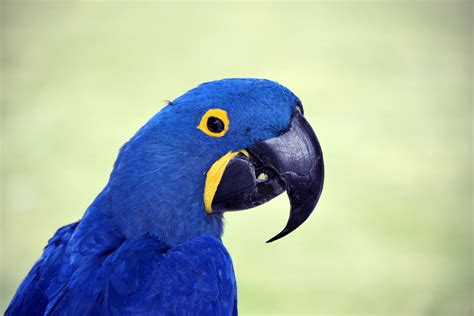 Blue Macaw Bird Free Stock Photo - Public Domain Pictures