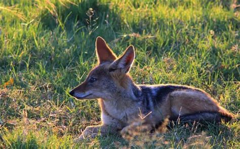 Jackal Animal - Interesting Facts You Should Know About