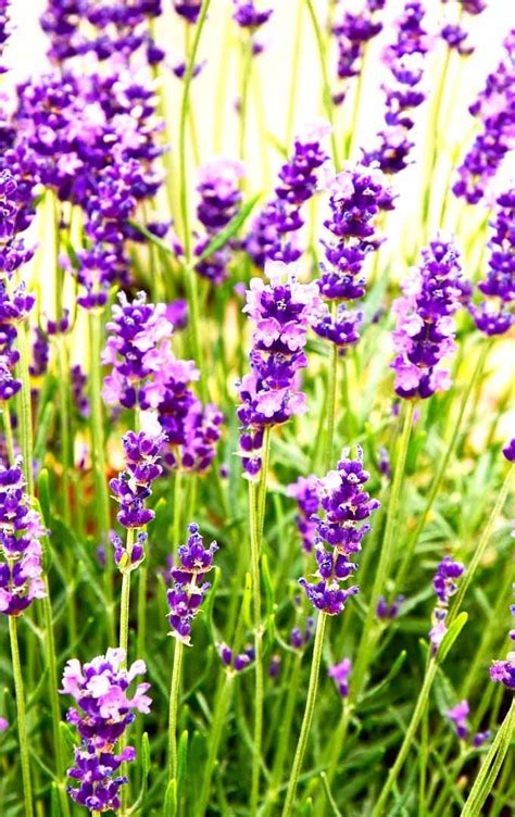 Medicinal Plant Lavender - Medicinal Plant