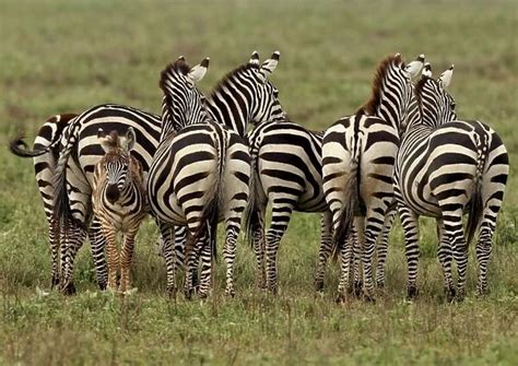Grants Zebra herd with young one (Photos Framed, Prints, Puzzles ...