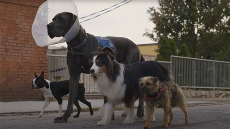 Strays Trailer: Will Ferrell Voices A Dog Who Wants To Bite Will Forte's Junk Off