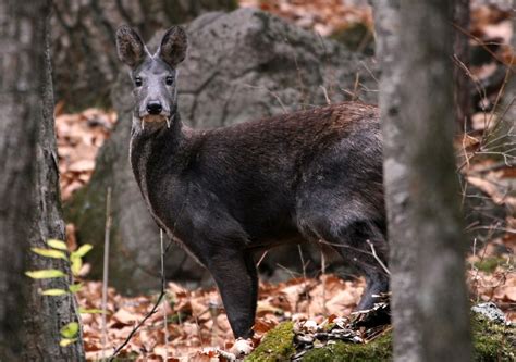 A Deer with Fangs | Wild View