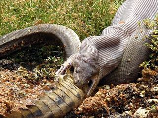 Snake Biology – Snake Catchers Brisbane