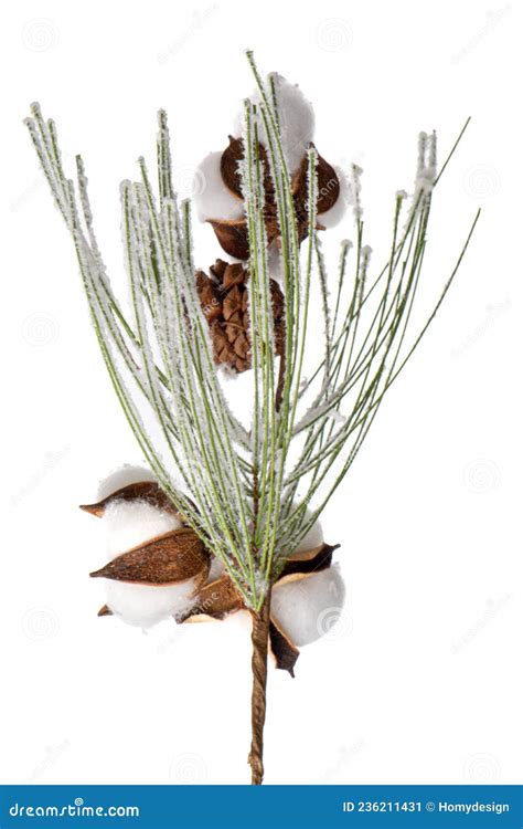 Christmas tree branch stock image. Image of natural - 236211431