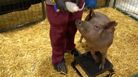 Elon Musk demonstrates Neuralink's tech live using pigs with surgically ...