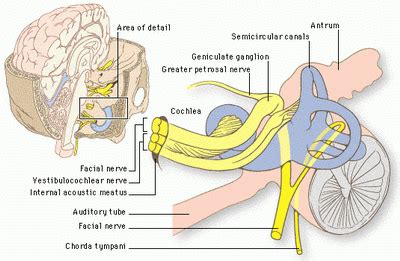 Cranial Nerves: VESTIBULOCOCHLEAR NERVE