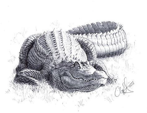 Alligator | Alligators art, Realistic drawings, Pencil drawings of animals