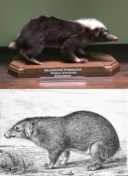 Stink badger - Wikipedia