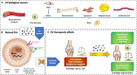 Frontiers | Is Extracellular Vesicle-Based Therapy the Next Answer for Cartilage Regeneration?