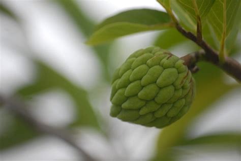 How to Grow Custard Apple in Pots: Soil, Propagation, Planting, and Care