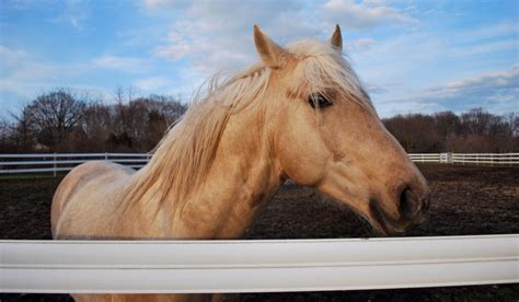 Kentucky Mountain Saddle Horse Breed Profile - Helpful Horse Hints