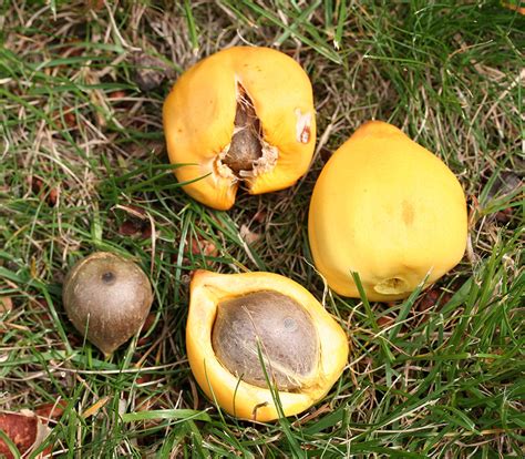 File:Jubaea chilensis (Fruit and nut) nuytsia pix.jpg - Wikipedia, the free encyclopedia