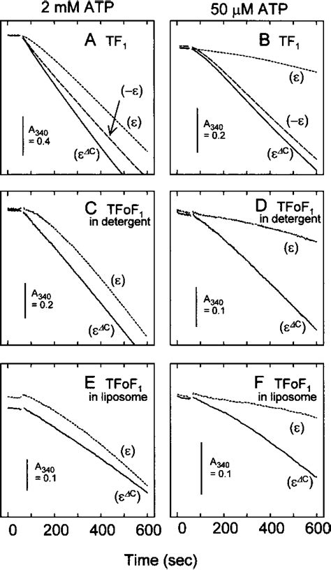 Time courses of ATP hydrolysis. ATP hydrolysis by TF 1 (A, B), by ...