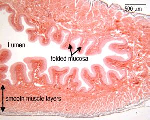 Urinary Bladder Histology Labeled