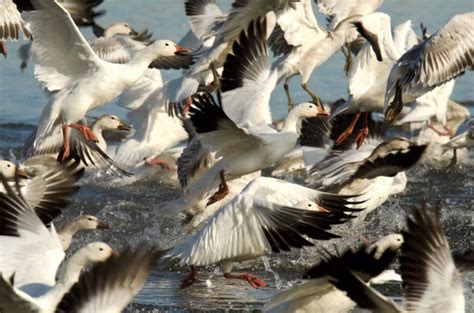 Stunning photos from the snow goose migration - Cottage Life