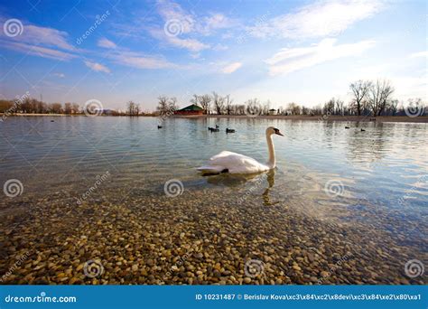 Swan and duck on the lake stock image. Image of reflection - 10231487