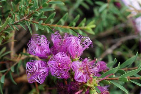Melaleuca thymifolia "Little Beauty" | Cultivar of Australia… | Flickr