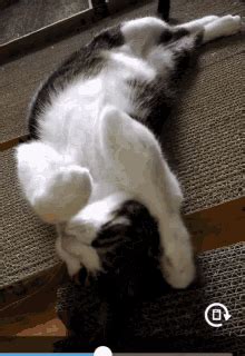 Cat Lazy GIF - Cat Lazy Silly - Discover & Share GIFs