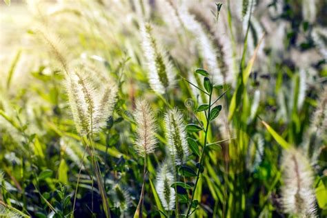 Plants in the steppe. stock image. Image of steppe, kazakhstan - 95507537